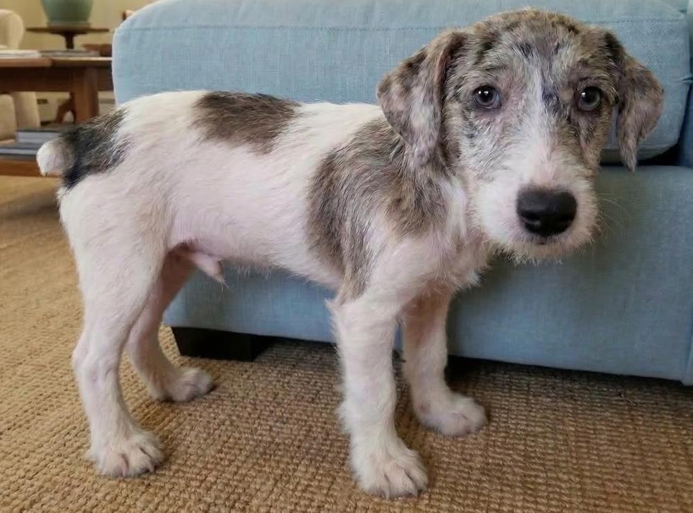 Pauley-  Shortie Jack, Adoptable, Puppy Male Jack Russell Terrier.