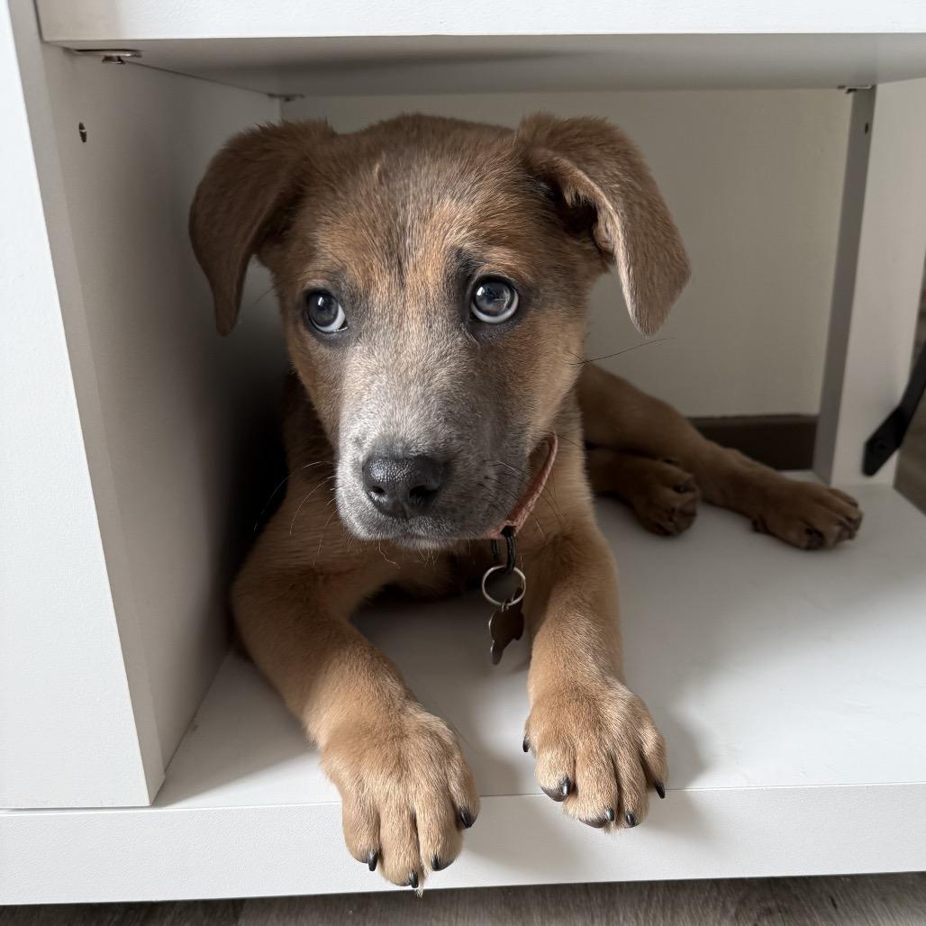 Jasper, Adoptable, Puppy Male Terrier.