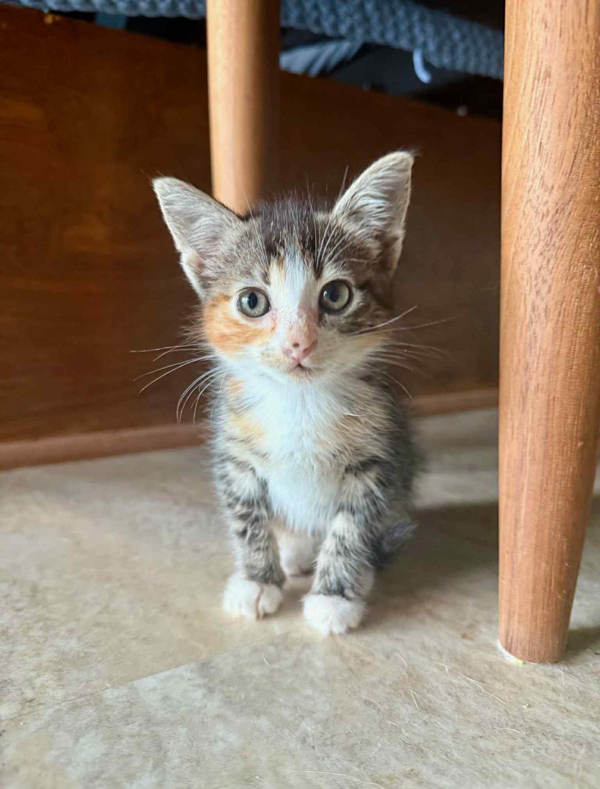 Chai, Baby Female unknown
