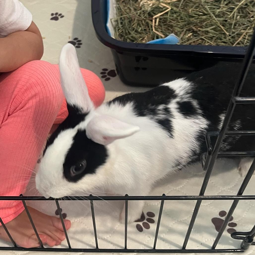 Enlarge Cordelia, a Adoptable Dutch in The Woodlands, TX image 2/4