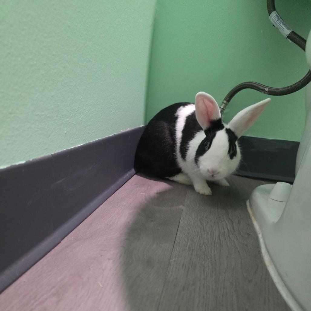 Enlarge Cordelia, a Adoptable Dutch in The Woodlands, TX image 4/4