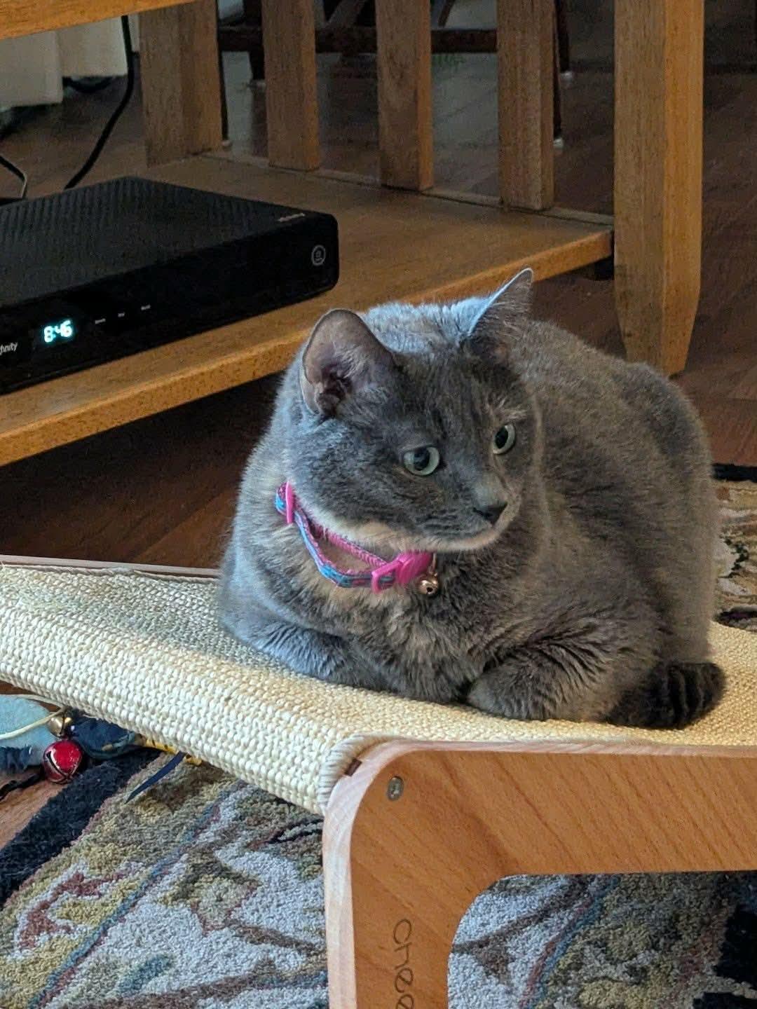 Sophie, Adoptable, Adult Female Dilute Tortoiseshell & Domestic Short Hair.