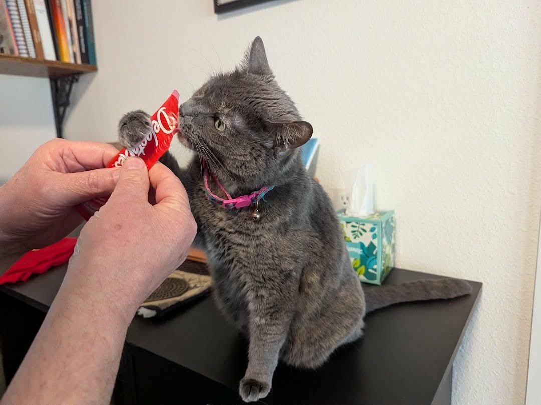 Enlarge Sophie, a Adoptable mixed breed in Gladstone, OR image 4/4