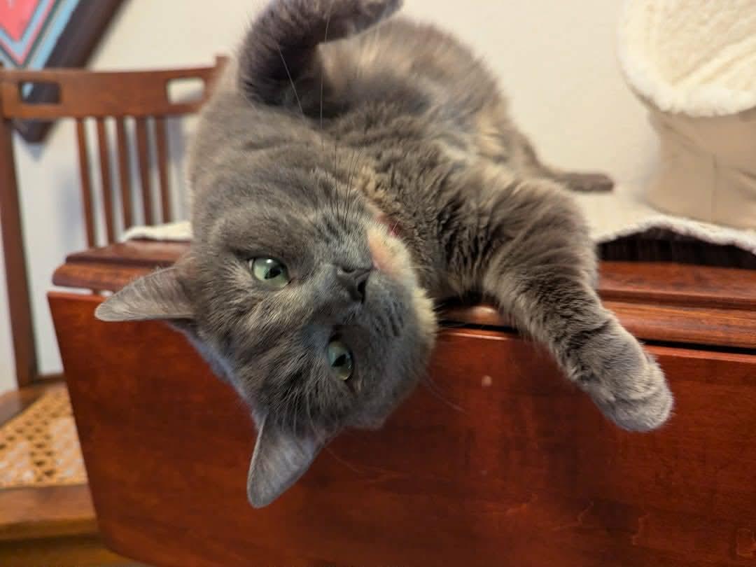 Enlarge Sophie, a Adoptable mixed breed in Gladstone, OR image 3/4