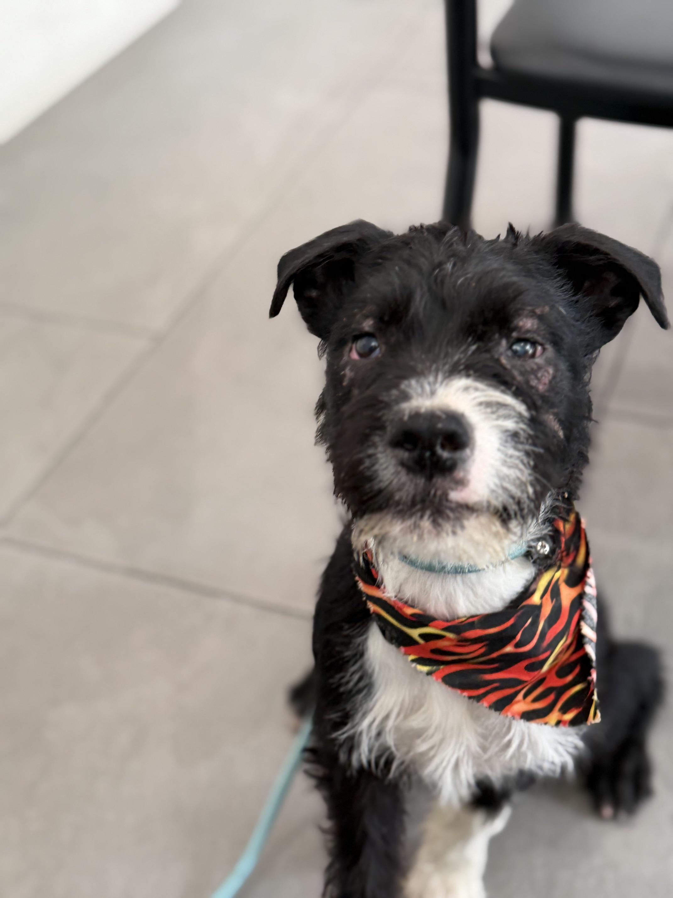 Enlarge Rocket, a Adoptable mixed breed in Burbank, CA image 5/6
