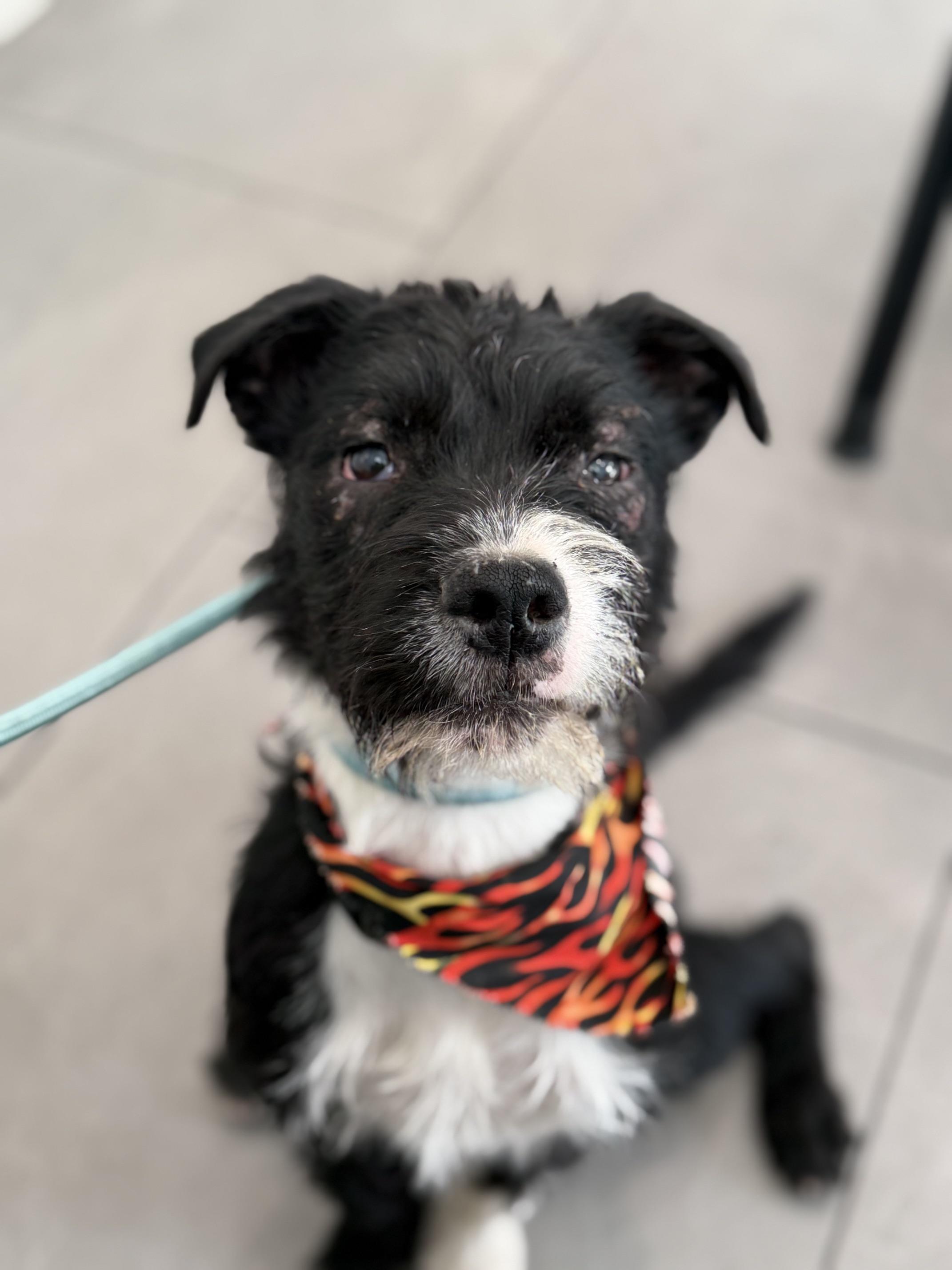 Enlarge Rocket, a Adoptable mixed breed in Burbank, CA image 1/6