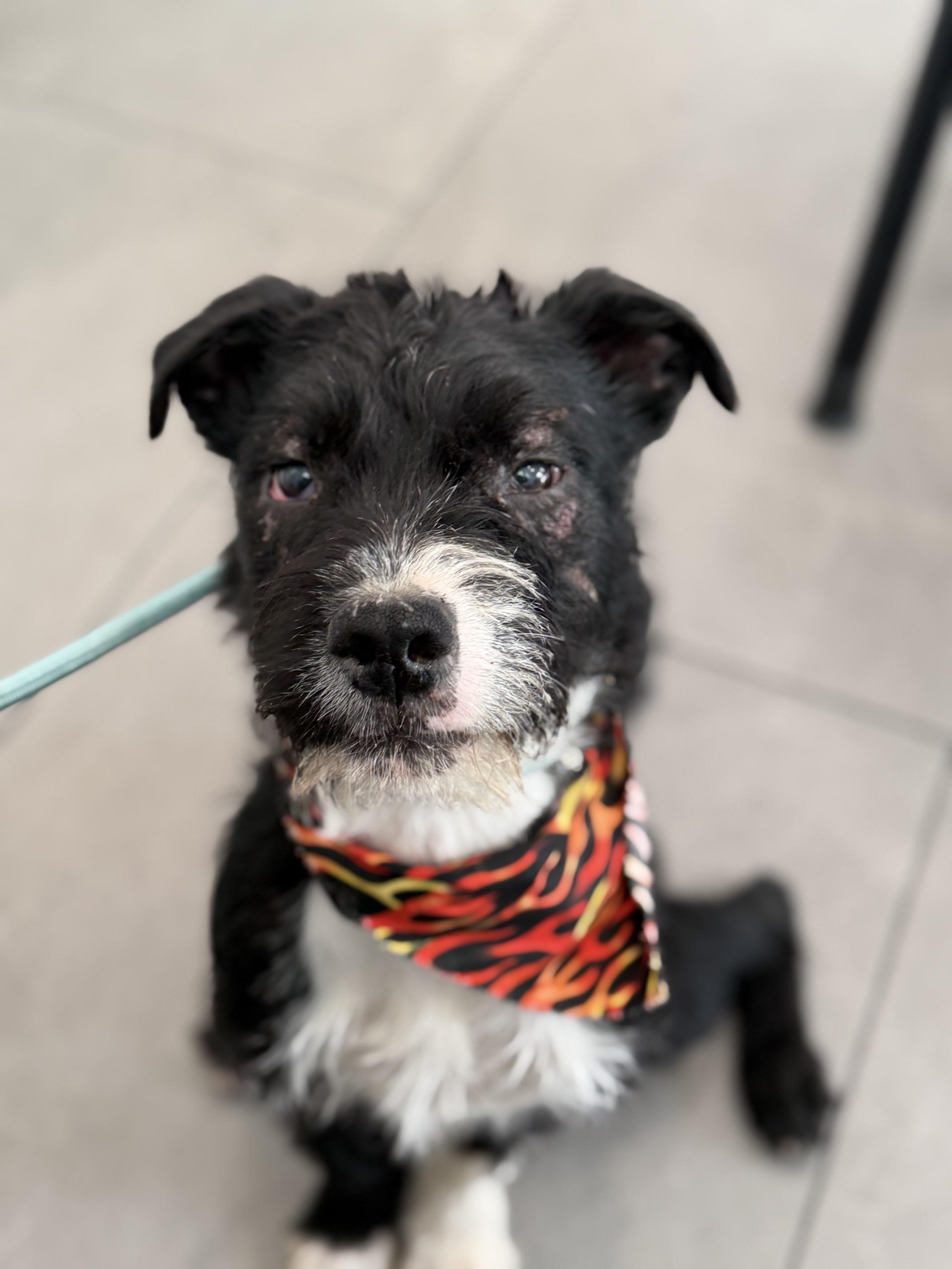 Enlarge Rocket, a Adoptable mixed breed in Burbank, CA image 6/6