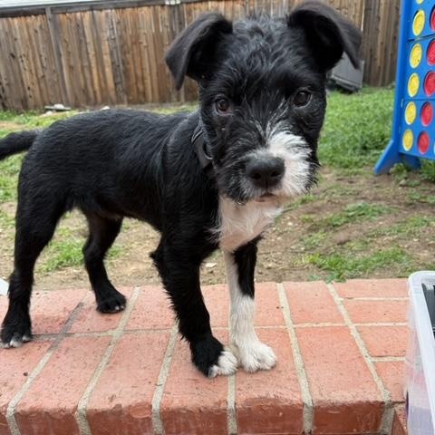 Enlarge Rocket, a Adoptable mixed breed in Burbank, CA image 2/6