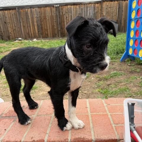 Enlarge Rocket, a Adoptable mixed breed in Burbank, CA image 4/6