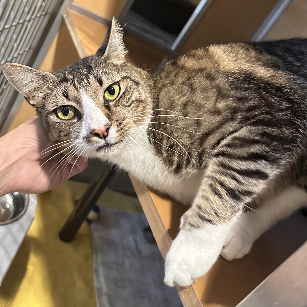 Bud, Adoptable, Adult Male Domestic Short Hair.