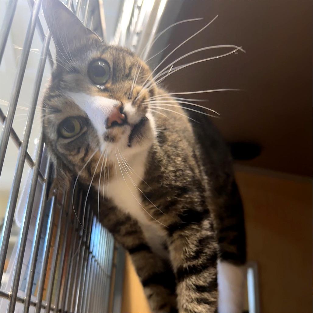 Bud, a Adoptable Domestic Short Hair in Chesapeake, VA image 2/2