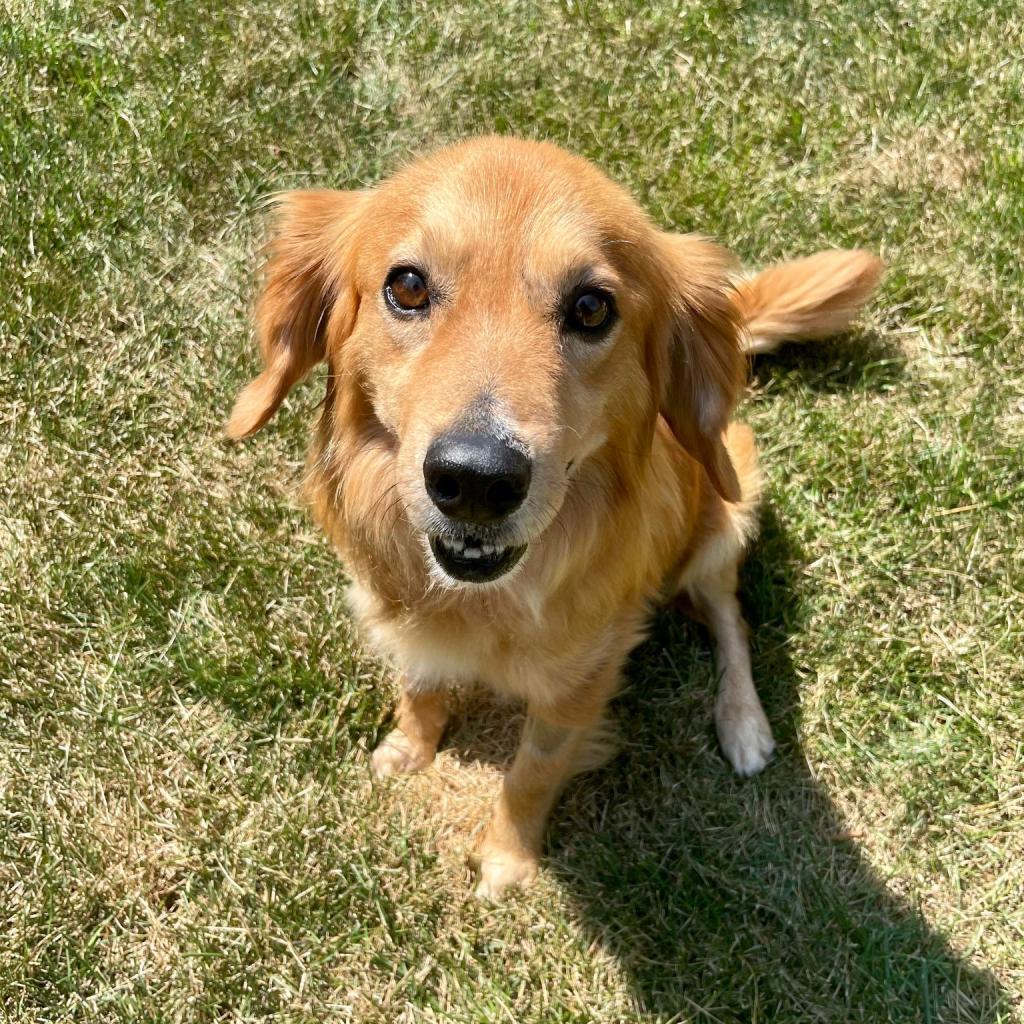 Enlarge Monty, a Adoptable Mixed Breed in Plainfield, IL image 1/6