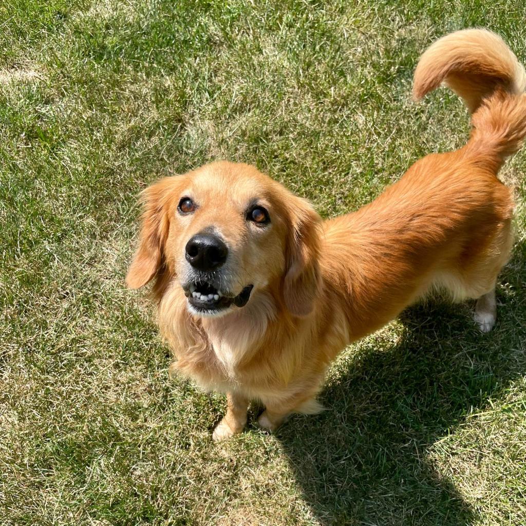 Enlarge Monty, a Adoptable Mixed Breed in Plainfield, IL image 2/6