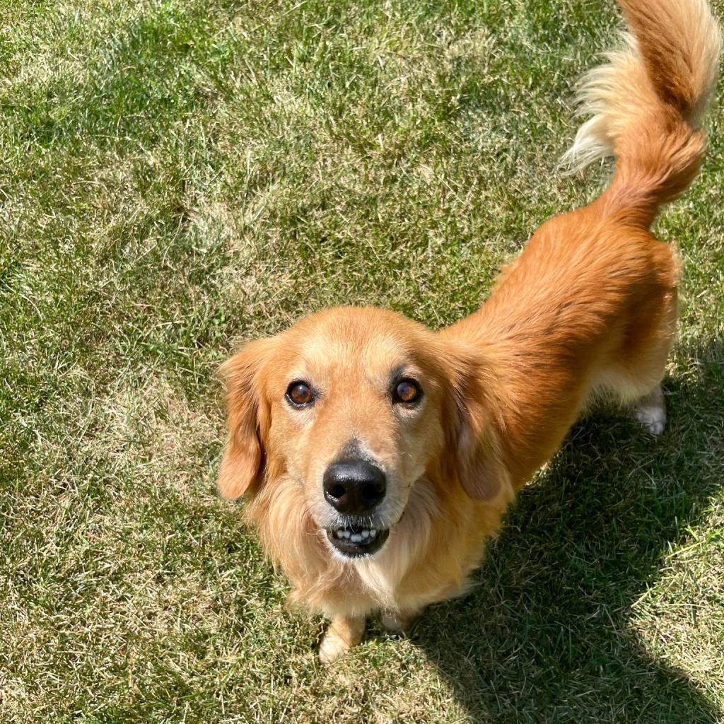 Enlarge Monty, a Adoptable Mixed Breed in Plainfield, IL image 3/6