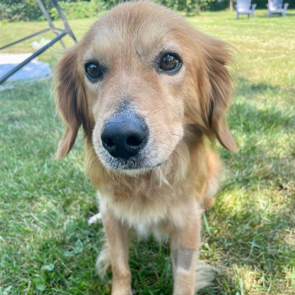 Enlarge Monty, a Adoptable Mixed Breed in Plainfield, IL image 4/6