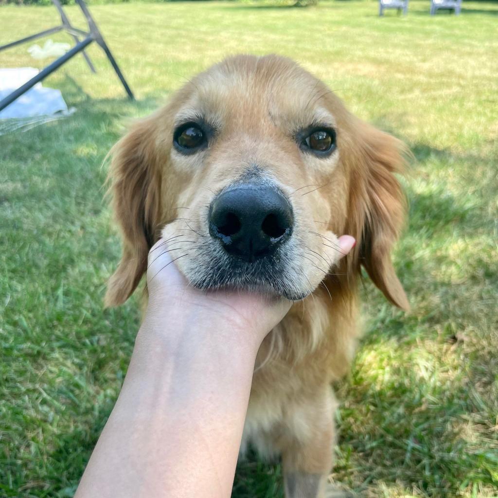 Enlarge Monty, a Adoptable Mixed Breed in Plainfield, IL image 5/6