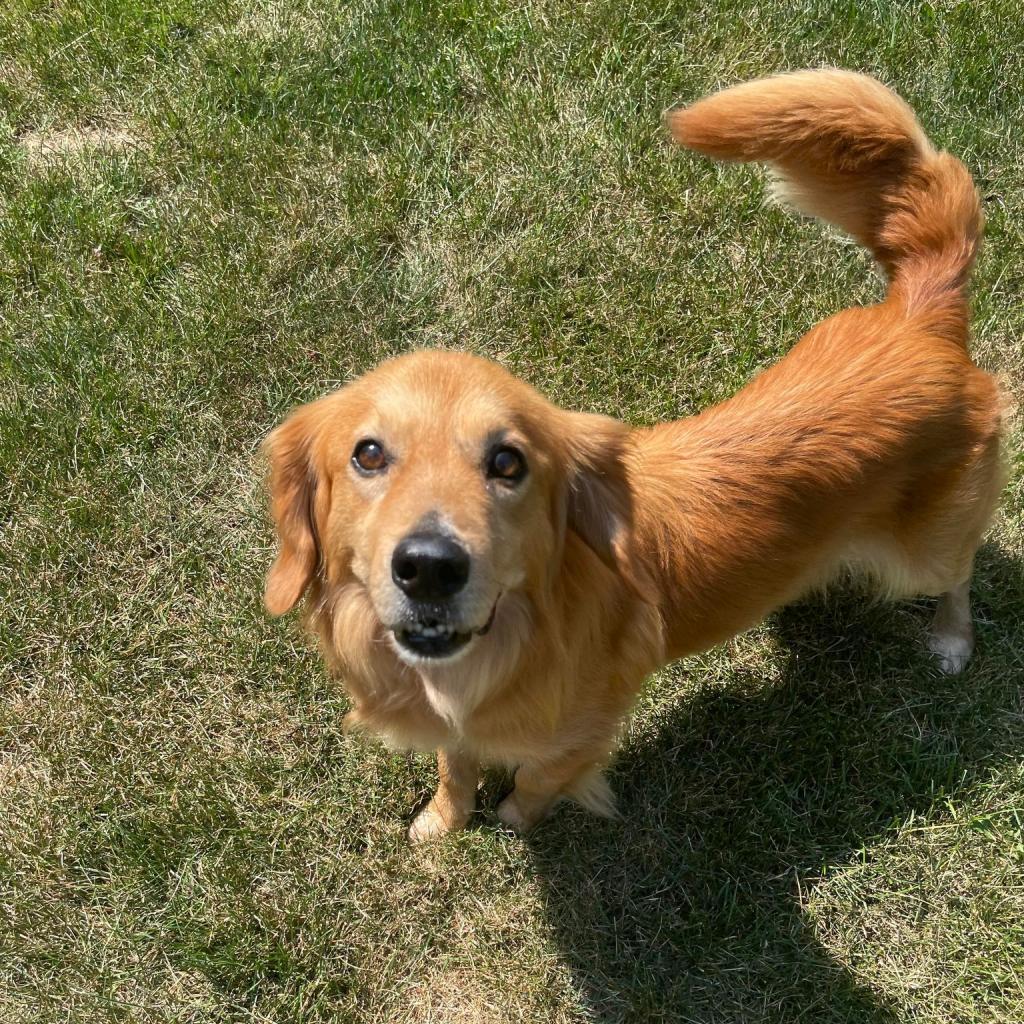 Enlarge Monty, a Adoptable Mixed Breed in Plainfield, IL image 6/6