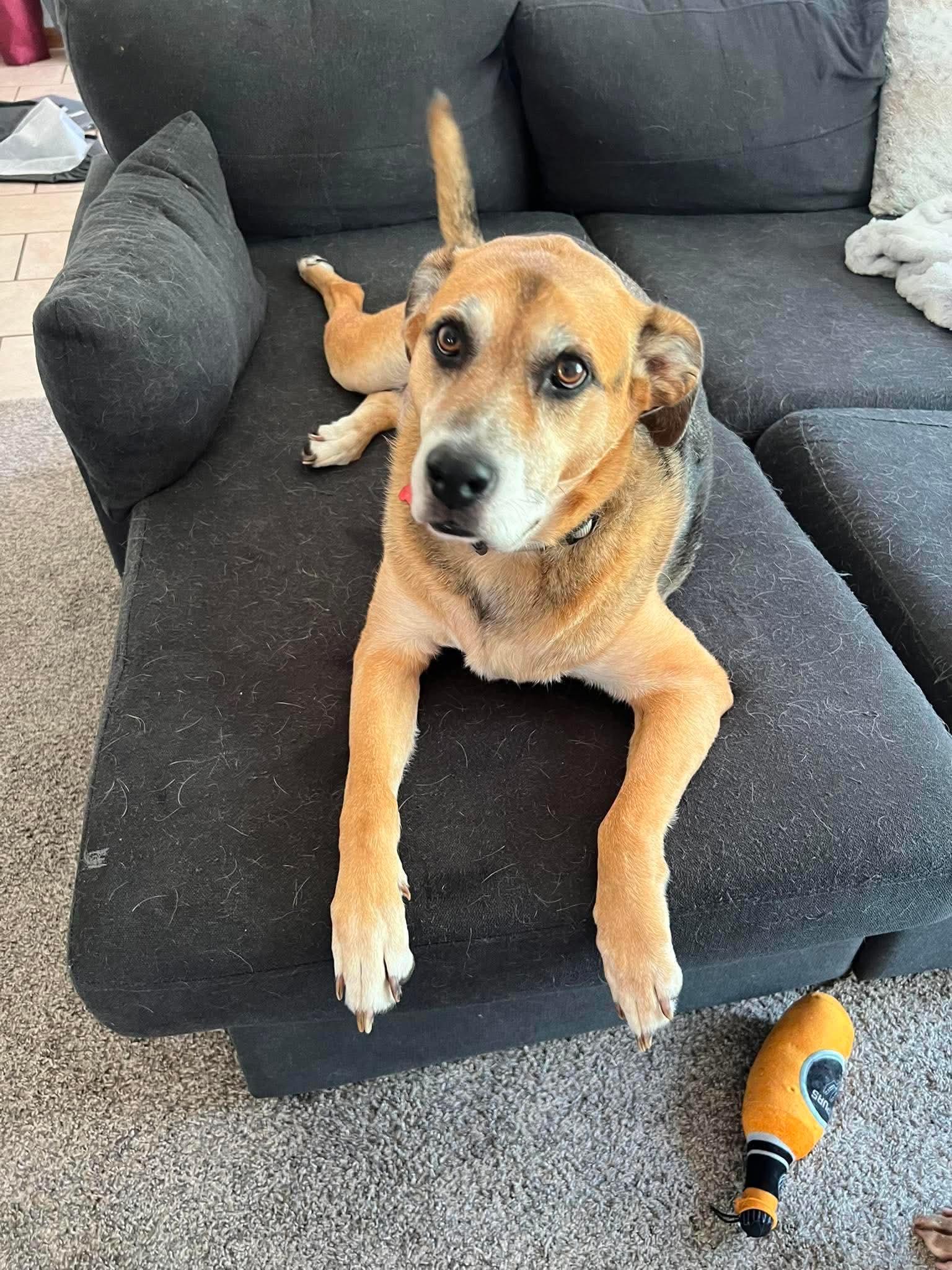 Bubba, Adopted, Adult Male German Shepherd Dog.