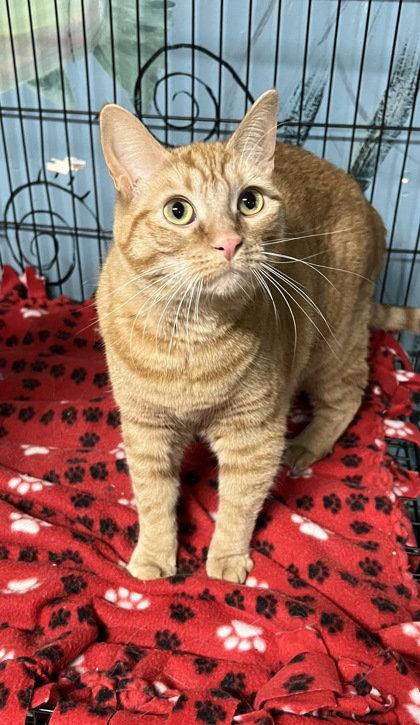 Enlarge 6986 (Mary), a Adoptable Domestic Short Hair in Lake City, MI image 1/1
