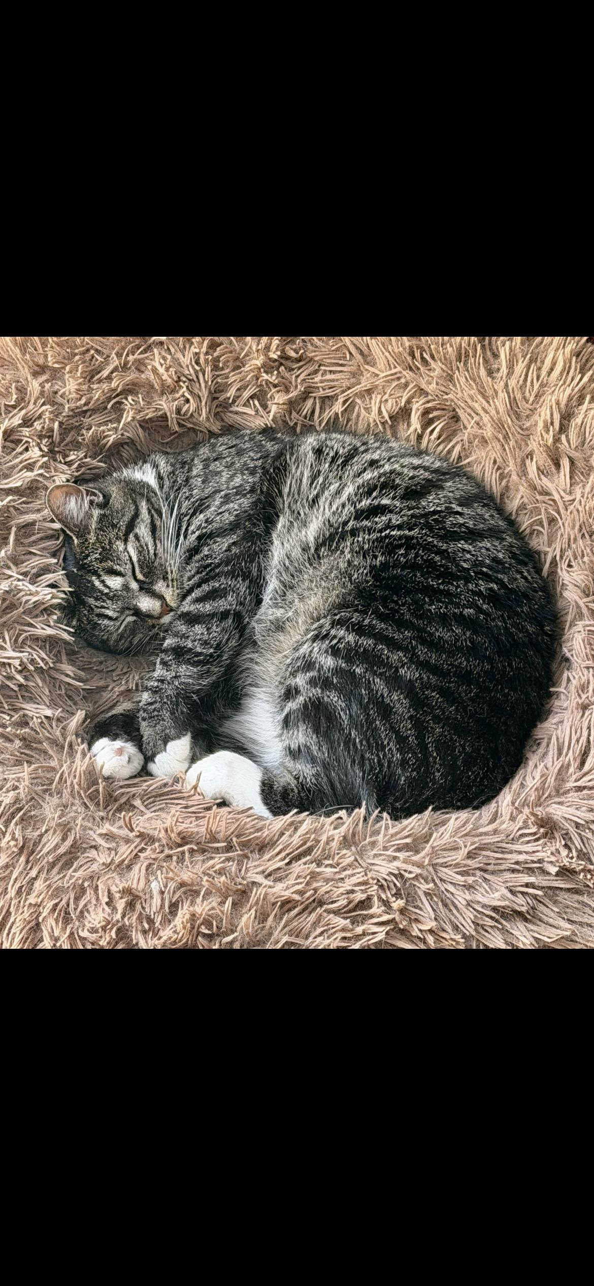 Pistachio, ADOPTABLE, Adult Female Domestic Short Hair.