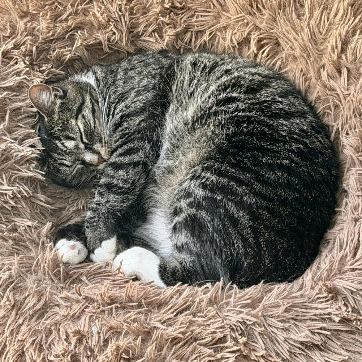Enlarge Pistachio, a Adoptable Domestic Short Hair in Bear, DE image 1/2