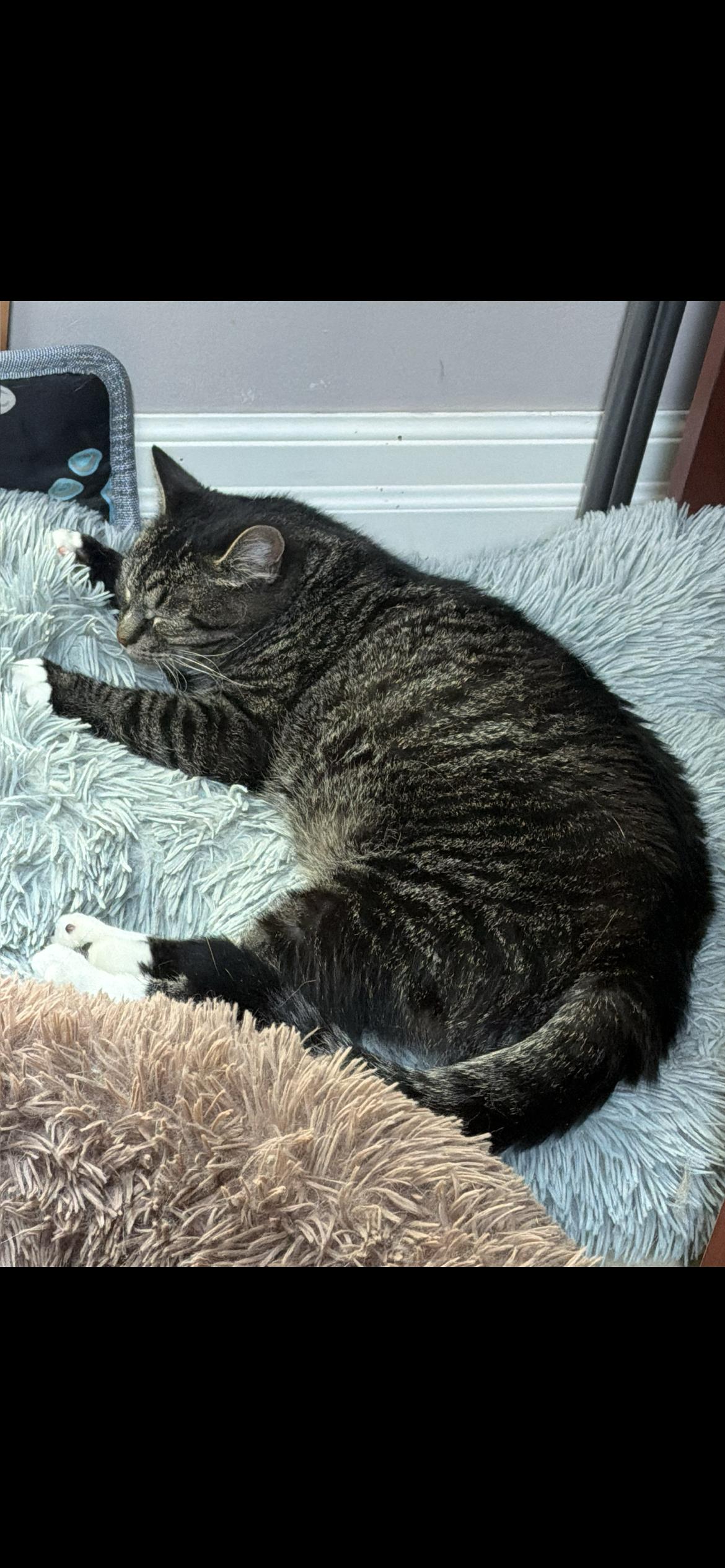 Pistachio, a ADOPTABLE Domestic Short Hair in Bear, DE image 2/2