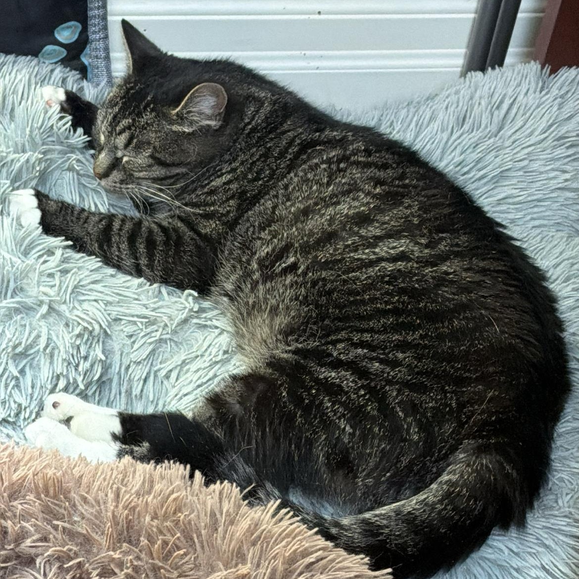 Enlarge Pistachio, a Adoptable Domestic Short Hair in Bear, DE image 2/2