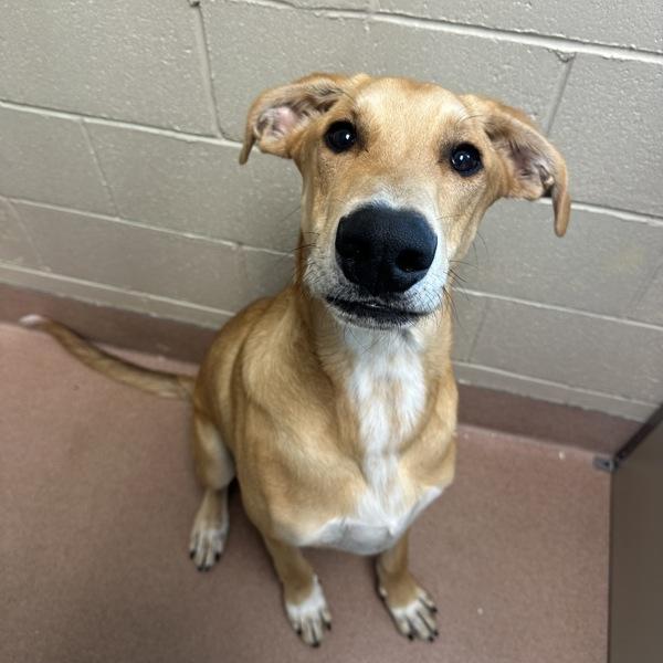 Tim, Adoptable, Young Male Hound & Great Dane.