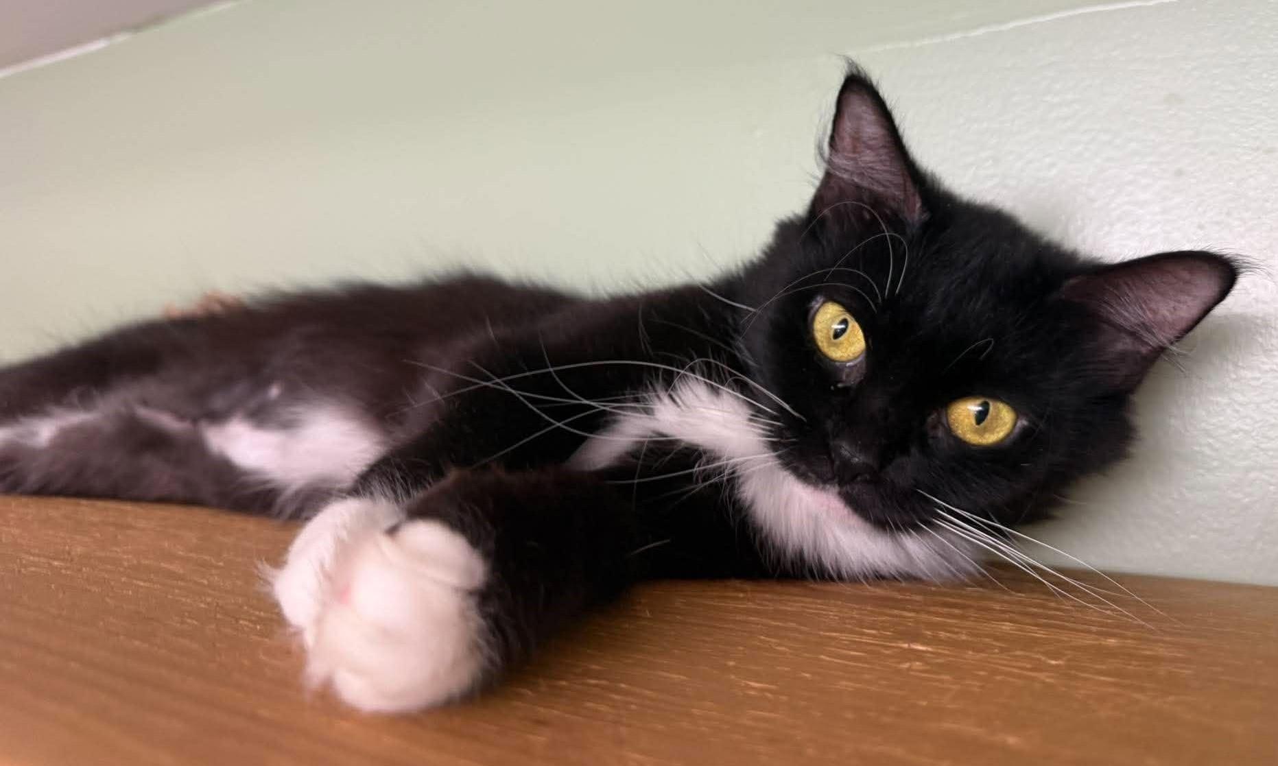Enlarge Cara, a Adopted Domestic Short Hair in Springfield, VT image 2/3