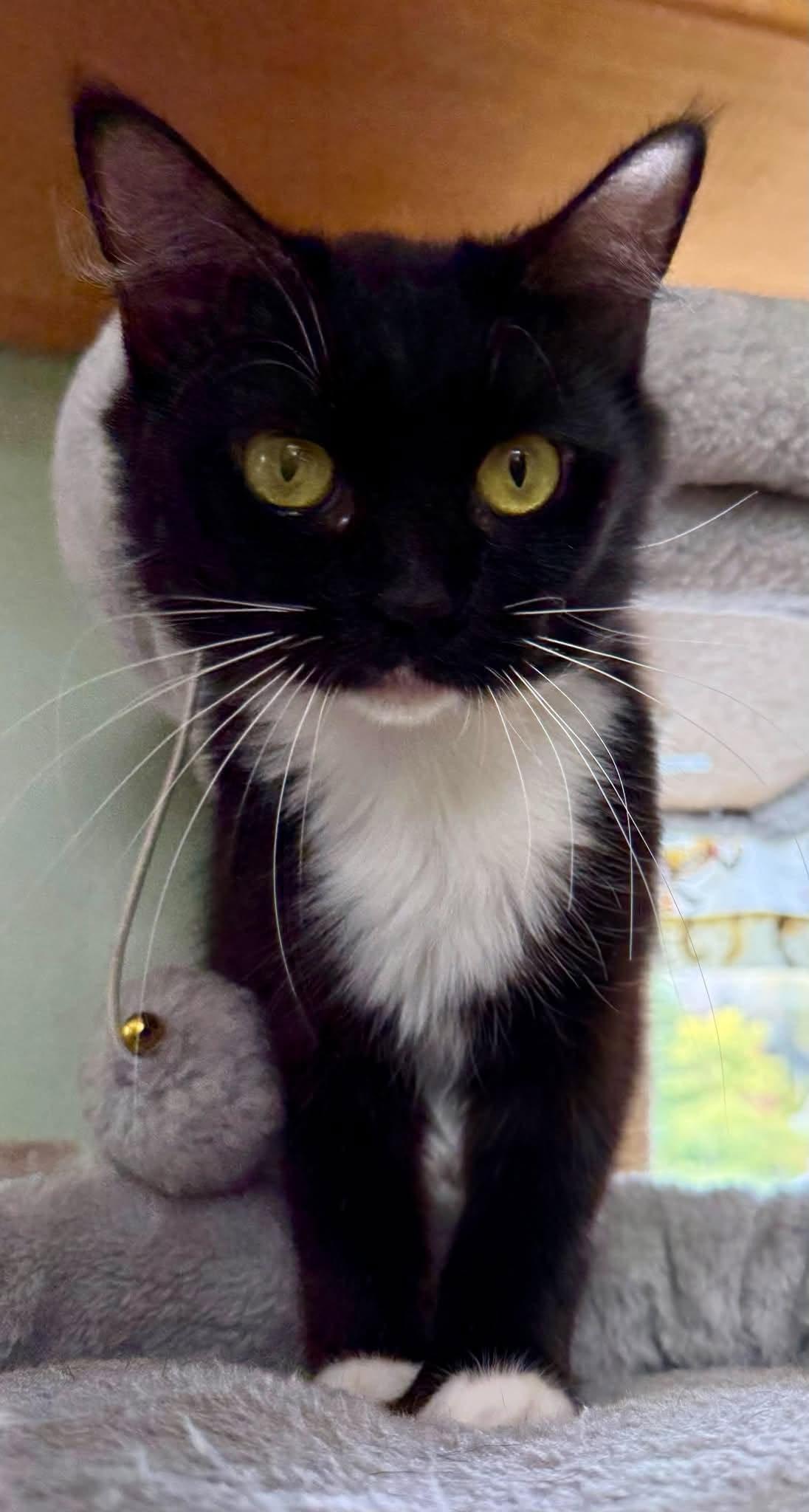 Cara, Adopted, Adult Female Domestic Short Hair.