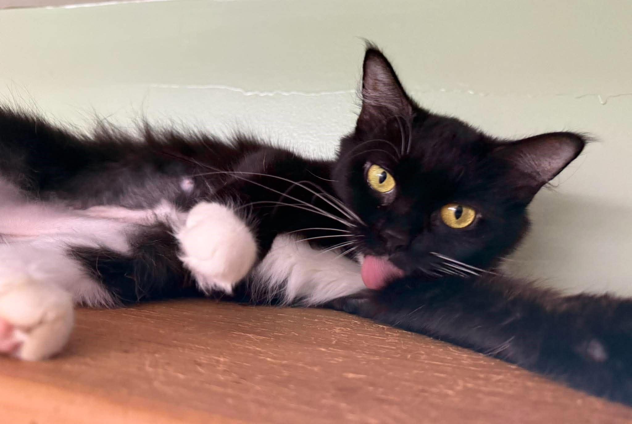 Enlarge Cara, a Adopted Domestic Short Hair in Springfield, VT image 3/3