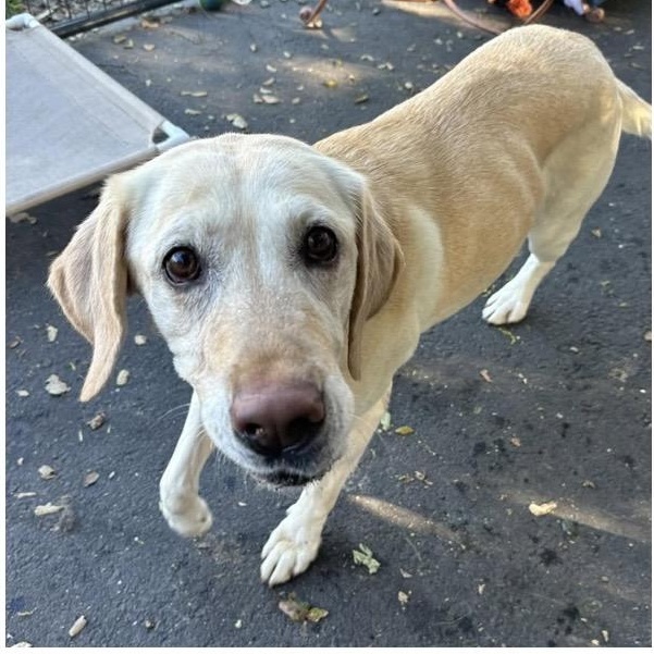 Enlarge Margo, a ADOPTABLE mixed breed in Santa Rosa, CA image 1/1