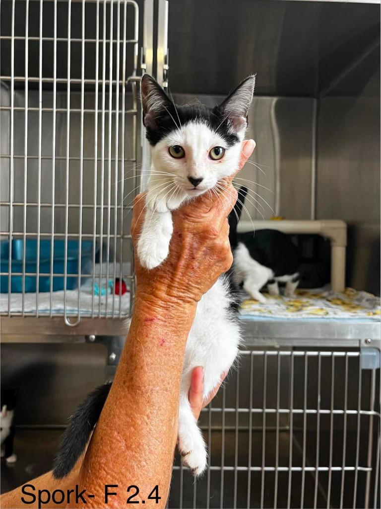Spork, Adoptable, Kitten Female Domestic Short Hair.