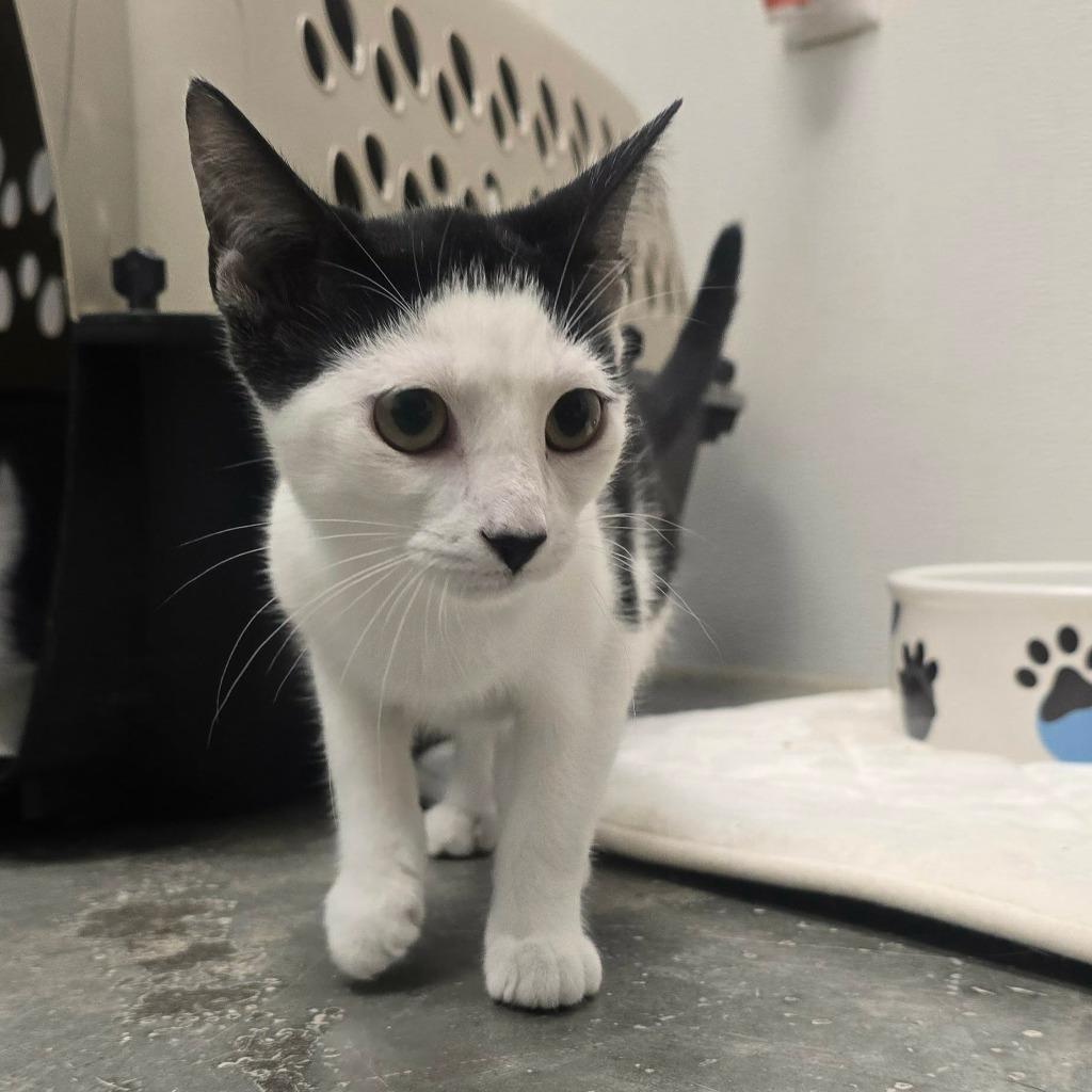 Enlarge Spork, a Adoptable mixed breed in Sunrise Beach, MO image 2/3