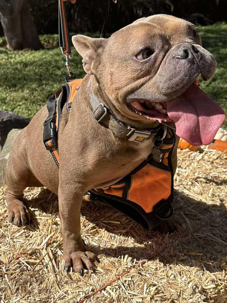 Bo, Adoptable, Adult Male French Bulldog.