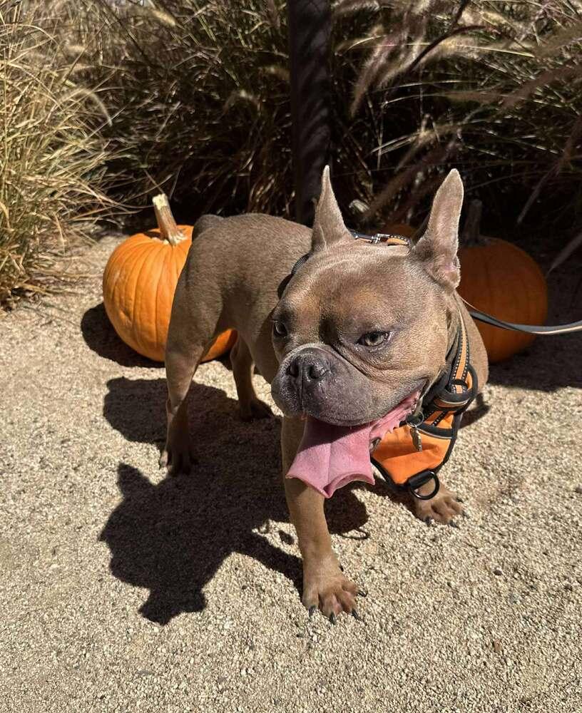 Enlarge Bo, a Adoptable mixed breed in Mission Viejo, CA image 2/5