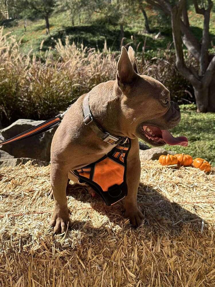 Enlarge Bo, a Adoptable mixed breed in Mission Viejo, CA image 3/5