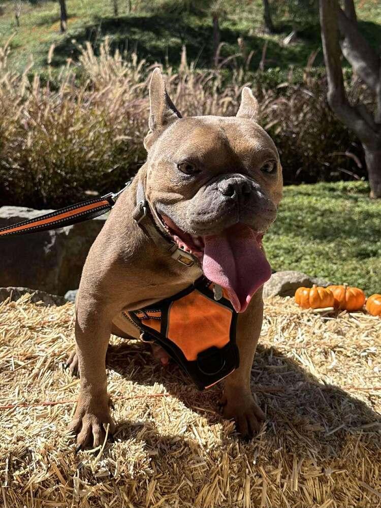 Bo, Adoptable, Adult Male French Bulldog.