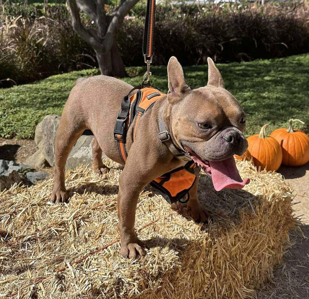 Enlarge Bo, a Adoptable mixed breed in Mission Viejo, CA image 5/5