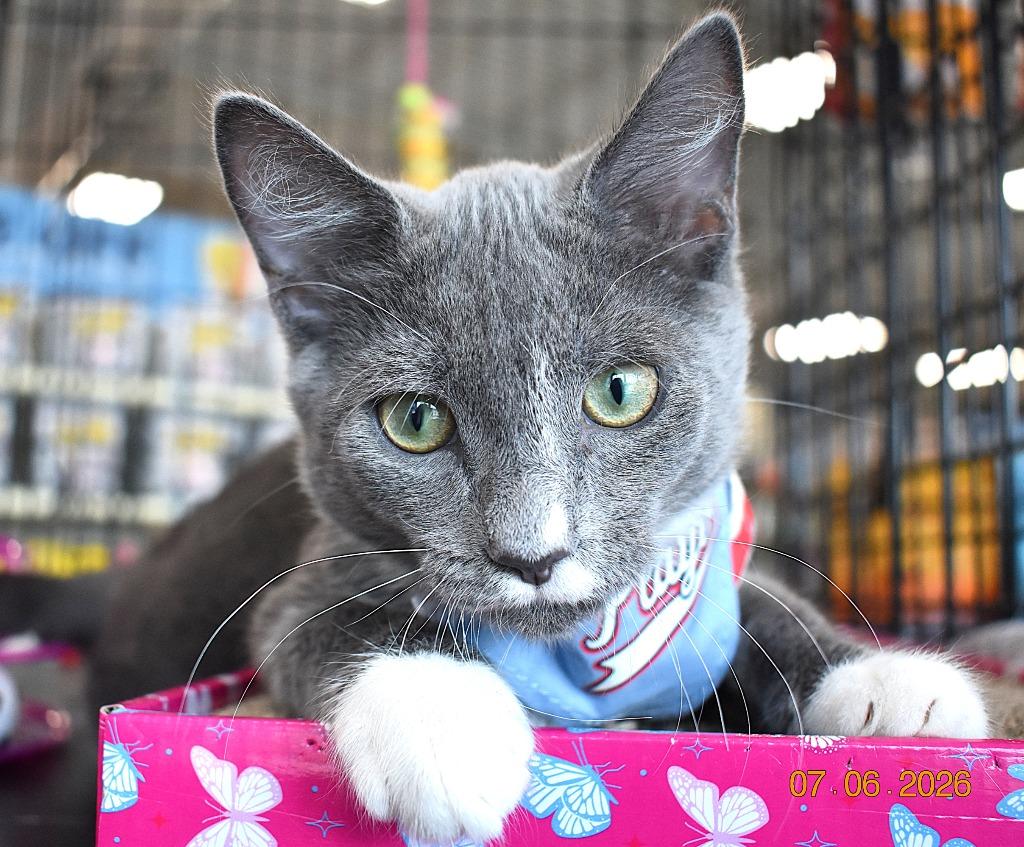 Rocco, Adoptable, Kitten Male Domestic Short Hair.