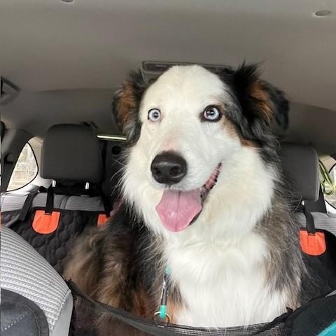 MeMe *CROSS POST* Not at the shelter, ADOPTABLE, Adult Female Australian Shepherd.