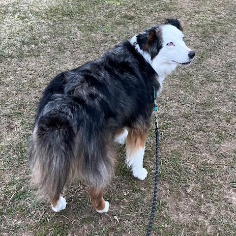 MeMe *CROSS POST* Not at the shelter, a ADOPTABLE Australian Shepherd in Allegan, MI image 2/4