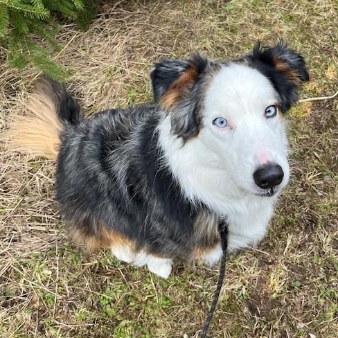 MeMe *CROSS POST* Not at the shelter, a ADOPTABLE Australian Shepherd in Allegan, MI image 3/4