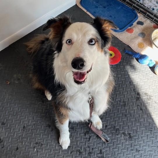 MeMe *CROSS POST* Not at the shelter, a ADOPTABLE Australian Shepherd in Allegan, MI image 4/4