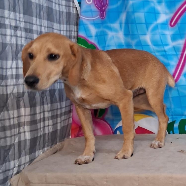 Enlarge Bo- Come Meet Me, a ADOPTABLE mixed breed in Medfield, MA image 2/3