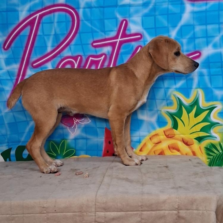 Enlarge Bo- Come Meet Me, a ADOPTABLE mixed breed in Medfield, MA image 3/3