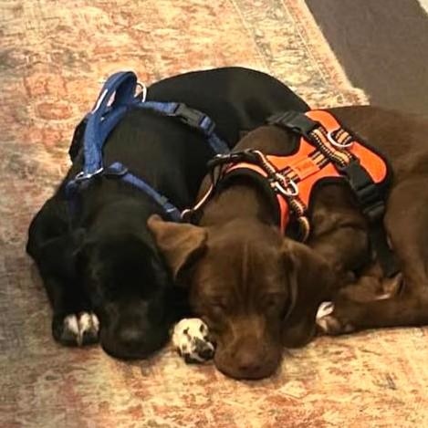 Enlarge Socks, an adopted mixed breed in Phoenixville, PA image 1/1