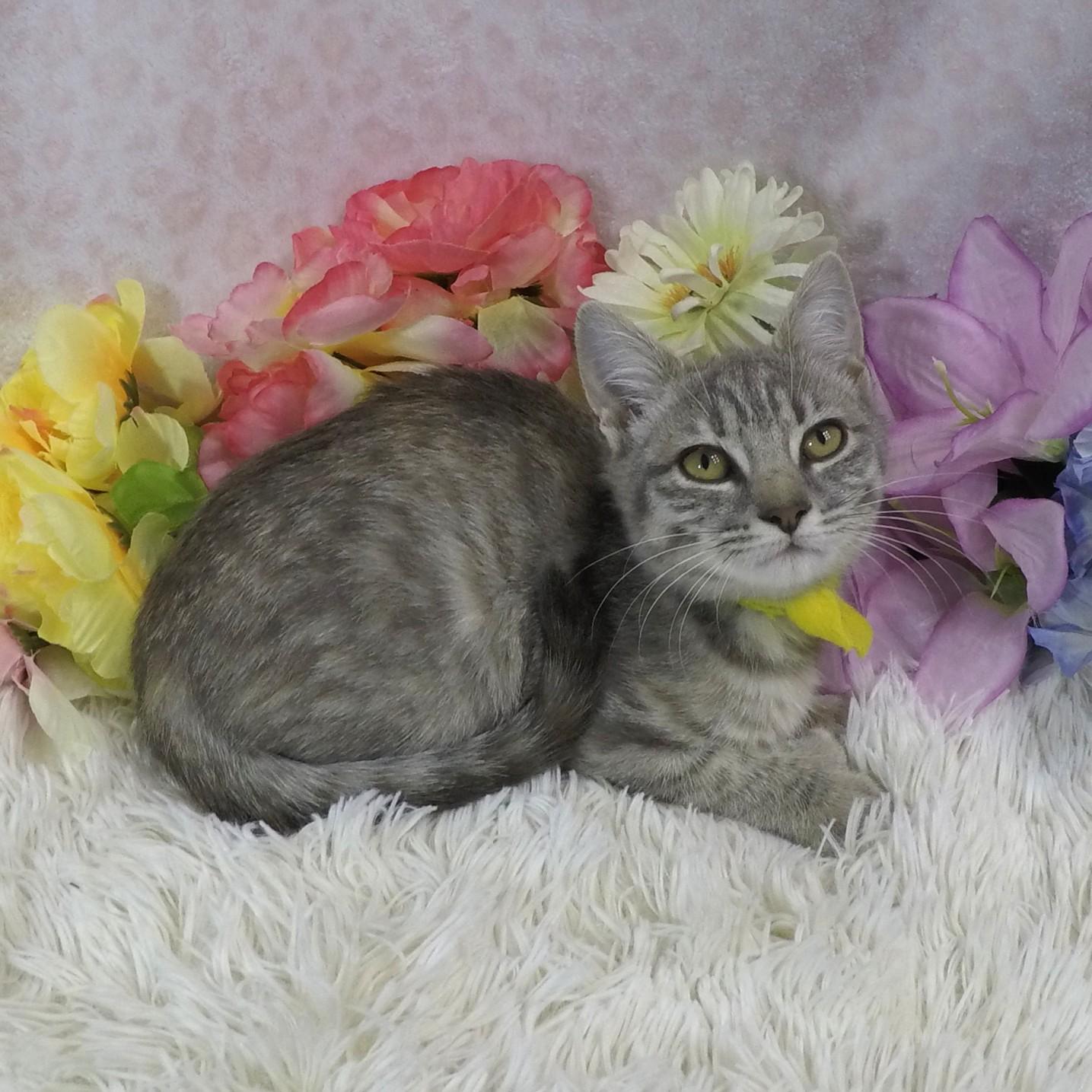 Merry, Adoptable, Kitten Female Extra-Toes Cat / Hemingway Polydactyl & Domestic Short Hair.