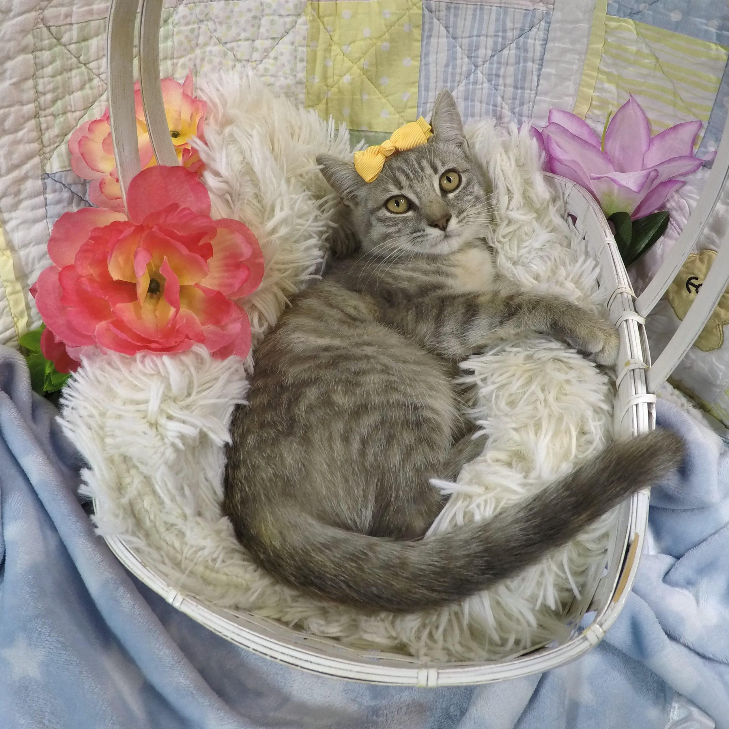 Merry, a Adoptable mixed breed in Lake Oswego, OR image 2/3