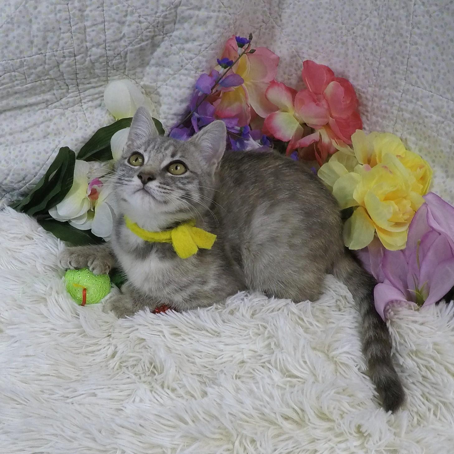 Merry, a Adoptable mixed breed in Lake Oswego, OR image 3/3